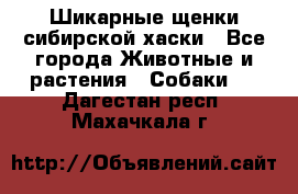 Шикарные щенки сибирской хаски - Все города Животные и растения » Собаки   . Дагестан респ.,Махачкала г.